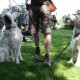 RRS_Fotogalerien_2010-06-27_Dog_Day054