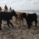 2012-07-29 RRS Holland Hundestrand_032