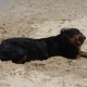 2012-07-29 RRS Holland Hundestrand_043