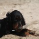 2012-07-29 RRS Holland Hundestrand_044