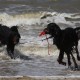 2012-07-29 RRS Holland Hundestrand_114