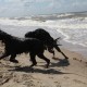2012-07-29 RRS Holland Hundestrand_131