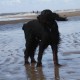 2012-07-29 RRS Holland Hundestrand_186