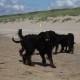 2012-07-29 RRS Holland Hundestrand_220