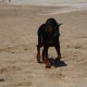 2012-07-29 RRS Holland Hundestrand_223