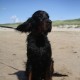 2012-07-29 RRS Holland Hundestrand_236