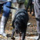 RRS_Fotogalerien_2013-11-03_Wald-Agility051