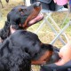 RRS_Fotogalerien_2016-06-12_Hundestunde006
