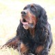 RRS_Fotogalerien_2016-06-12_Hundestunde130