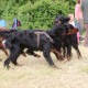 RRS_Fotogalerien_2016-06-12_Hundestunde148